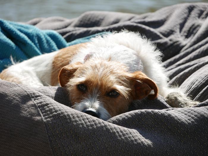 new-research-reveals-pandemic-pet-ownership-does-not-have-lasting-effects-on-human-well-being
