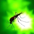 malaria-parasite-protein-duo-offers-new-hope-for-targeted-therapies