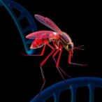 genetic-risks-linked-to-zika-brain-injury