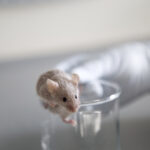 myosin-targeting-drug-sensitizes-glioblastoma-to-treatment-in-mice