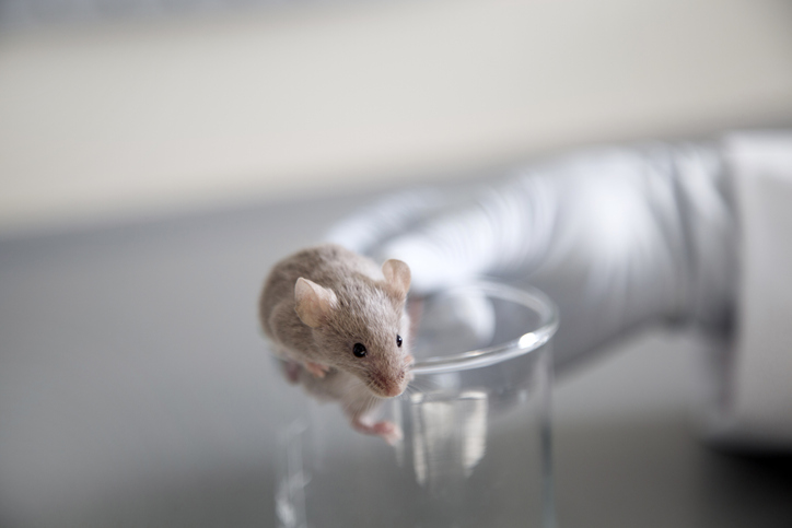 myosin-targeting-drug-sensitizes-glioblastoma-to-treatment-in-mice