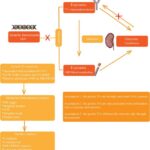 new-study-connects-blood-metabolites-and-immune-cells-to-elevated-urolithiasis-risk