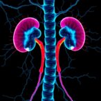 radioprotective-105-shields-kidneys-from-sepsis-damage