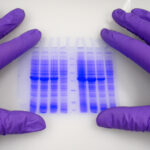 licorbio-acquires-serva-electrophoresis