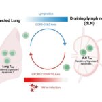 after-the-battle:-lung-immune-memory-takes-refuge-in-lymph-nodes