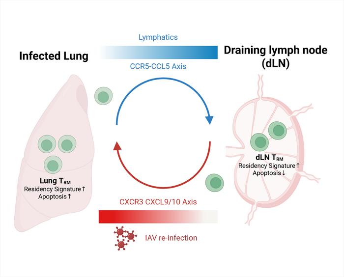 after-the-battle:-lung-immune-memory-takes-refuge-in-lymph-nodes