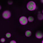 new-tool-enables-researchers-to-monitor-assembly-of-cells’-protein-factories
