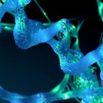 unnatural-products,-argenx-partner-on-macrocyclic-peptides-for-immune-disease