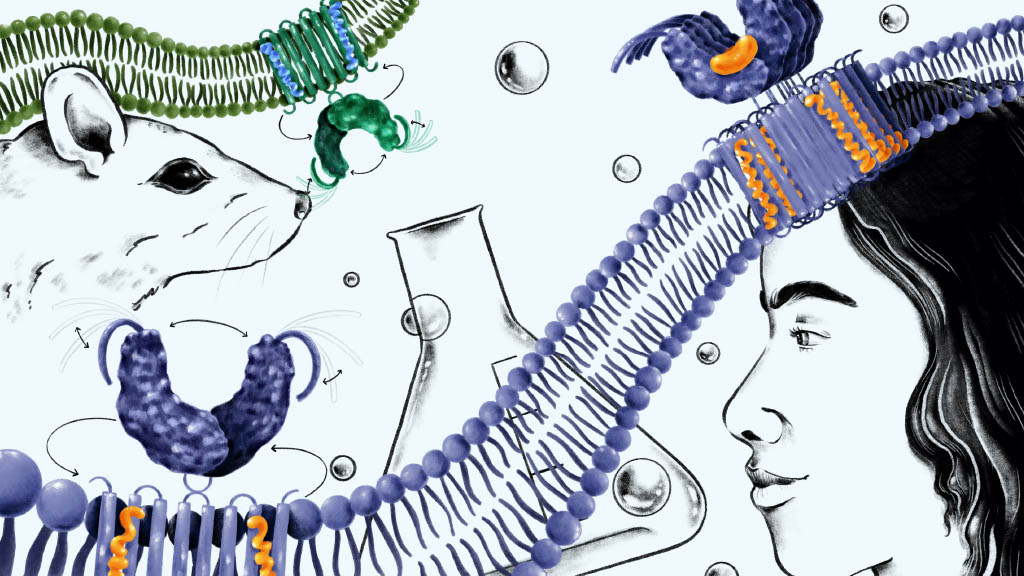 sting-inhibition-differences-revealed-between-humans-and-mice