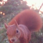 do-red-squirrels-and-dormice-coexist-peacefully?