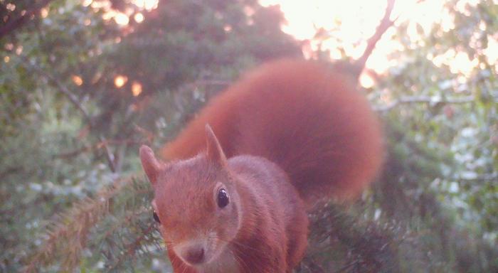 do-red-squirrels-and-dormice-coexist-peacefully?
