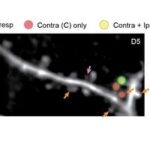 rewiring-the-brain:-how-extensive-neural-connections-develop-binocular-vision