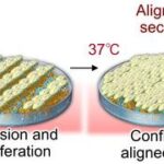 engineered-aligned-stem-cell-sheets-advance-regenerative-medicine-therapies