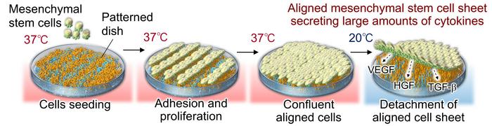 engineered-aligned-stem-cell-sheets-advance-regenerative-medicine-therapies