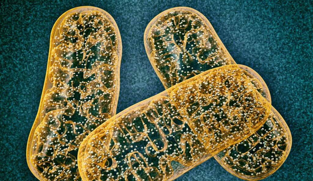 oxphos-system-evolution-explored,-indicating-links-between-mutations-and-disease