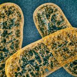 oxphos-system-evolution-explored,-indicating-links-between-mutations-and-disease