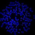 innovative-molecular-tool-unveils-mechanisms-of-telomere-repair-in-cancer-cells