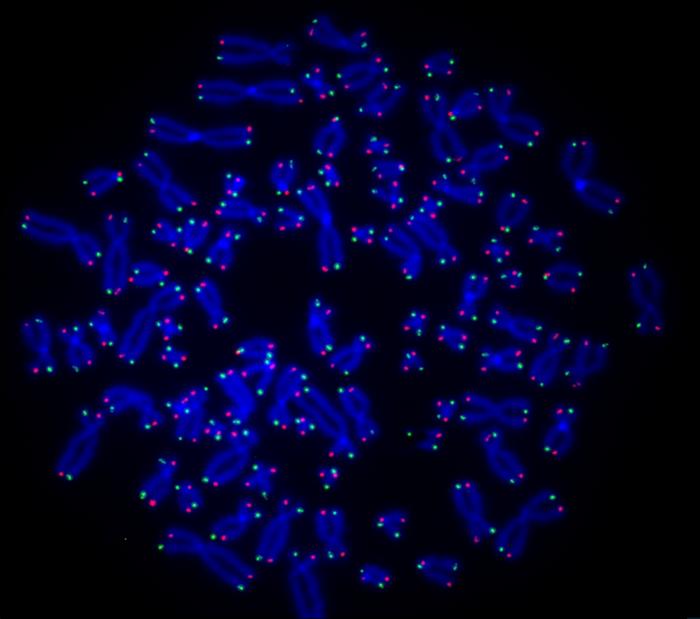 innovative-molecular-tool-unveils-mechanisms-of-telomere-repair-in-cancer-cells