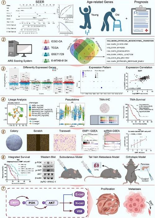 new-study-reveals-emp1-as-a-critical-driver-of-pancreatic-cancer-progression-and-prognosis