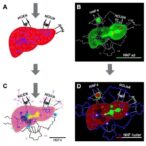differentiation-therapy-using-hnf4α-for-liver-cancer