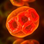 adipocyte-cldn5-boosts-thermogenesis-via-il10-control