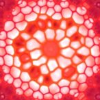 patient-derived-organoids-reveal-fetal-like-colorectal-plasticity