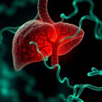 s100a4-drives-liver-cancer-metastasis-via-nmiia