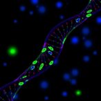cx43-boosts-braf/mek-inhibitor-effect-via-dna-repair-reduction