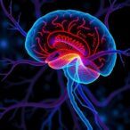 fgf13-shields-neurons-to-halt-age-related-hearing-loss