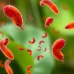 giardia-triggers-type-2-immunity-that-reduces-gut-inflammation