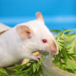 obesity-reversed-in-genome-edited-mice-that-produce-their-own-glp-1