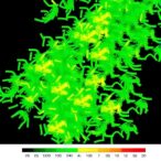 haplotype-resolved-pangenome-maps-barley-wild-relative