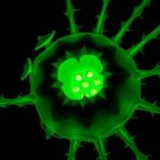 guard-cells-use-distinct-potassium-channels-to-open-stomata