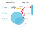 targeted-adipose-changes-in-obesity,-weight-loss