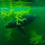bowhead-whale-waste-boosts-arctic-algal-toxins