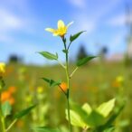 hidden-genetic-interactions-drive-plant-trait-changes