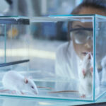 why-we-still-need-animal-research-in-a-world-of-ai-and-organoids