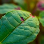 wounding-triggers-multi-layered-leaf-barriers-via-hormones