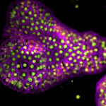 recent-nam-guidelines-provide-much-needed-step-toward-a-more-productive-biotech-industry