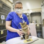 feline-fever:-cell-therapy-in-cats-sheds-clues-on-long-covid