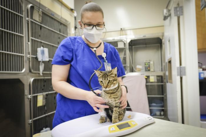feline-fever:-cell-therapy-in-cats-sheds-clues-on-long-covid