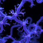 genomic-study-uncovers-diverse-carbohydrate-use-in-bifidobacteria