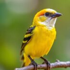male-linked-mirna-drives-bird-sex-dosage