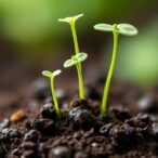 mobile-gene-regulator-balances-arabidopsis-shoot-root-growth