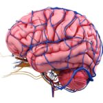 brain’s-blood-flow-pathway-to-active-regions-mapped-in-mice