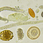 anti-parasitic-defense-mechanism-uncovered-in-mice