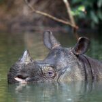 gene-editing-opens-pathway-to-saving-endangered-species