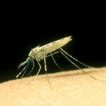 malaria-transmission-blocked-by-one-amino-acid-mosquito-crispr-edit
