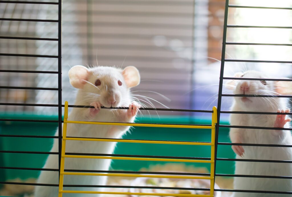fda-plans-to-end-animal-testing-requirements-for-monoclonal-antibody-drugs