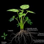 root-n-hydroxypipecolic-acid-circuit-boosts-arabidopsis-immunity